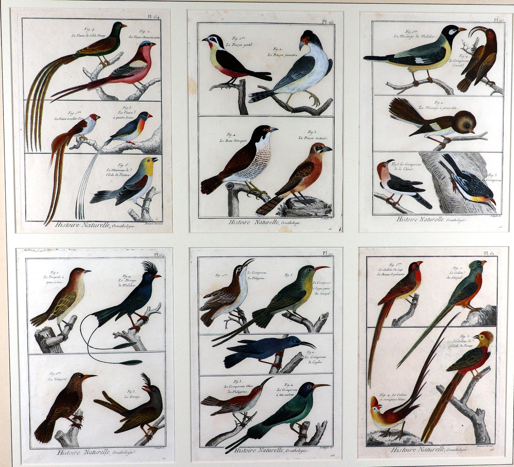 Groupe de gravures d'oiseaux encadrées du XVIIIe siècle en vente 2
