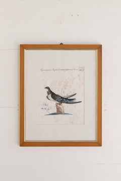 Framed Hand Colored Bird Engravings from Italy