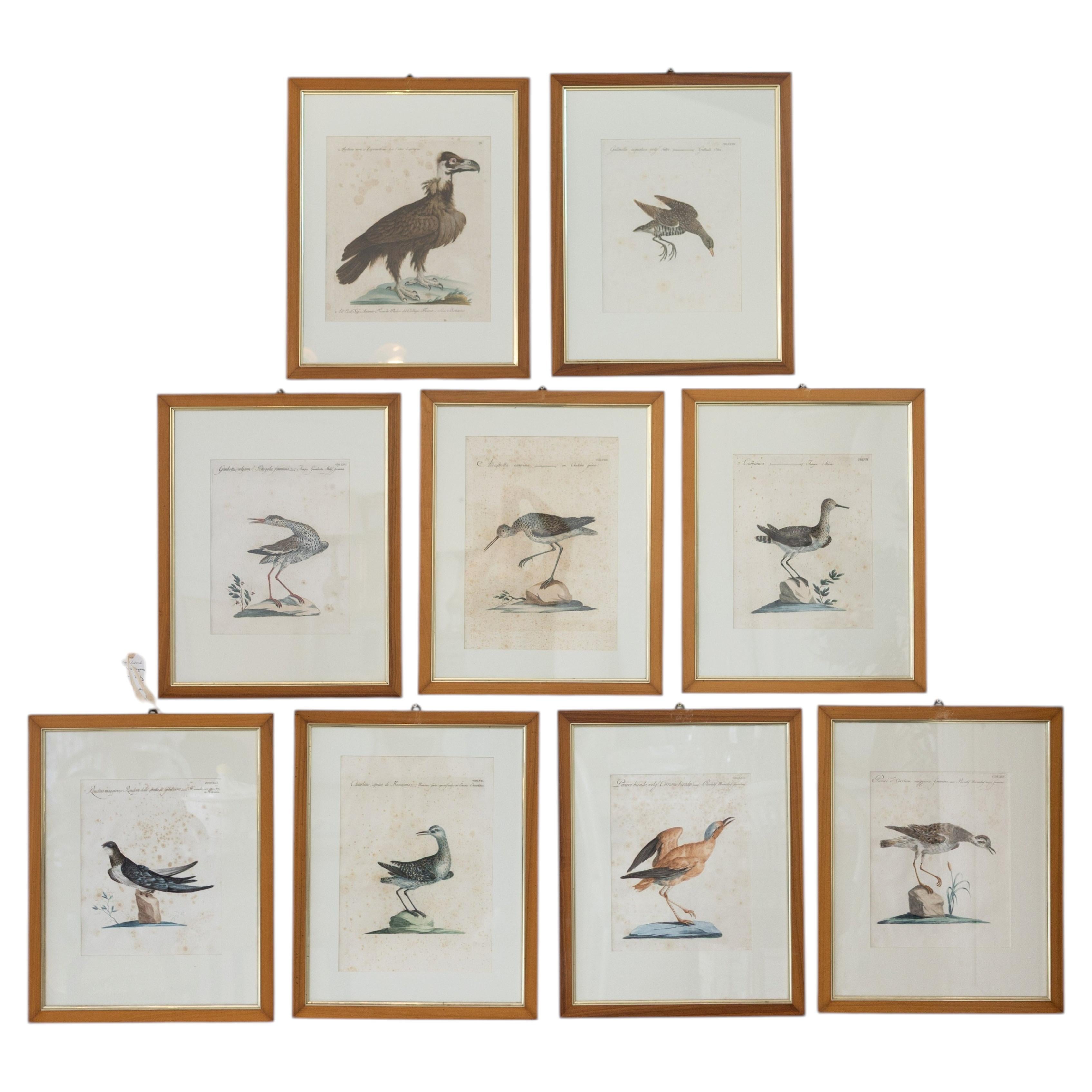 Ensemble de 9 gravures d'oiseaux colorées à la main, XVIIIe siècle, encadrées, Italie