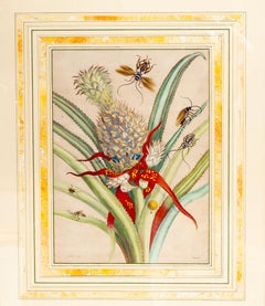 Framed Hand Colored Engraving Of Pineapple And Insects By Maria Sybella Meriam