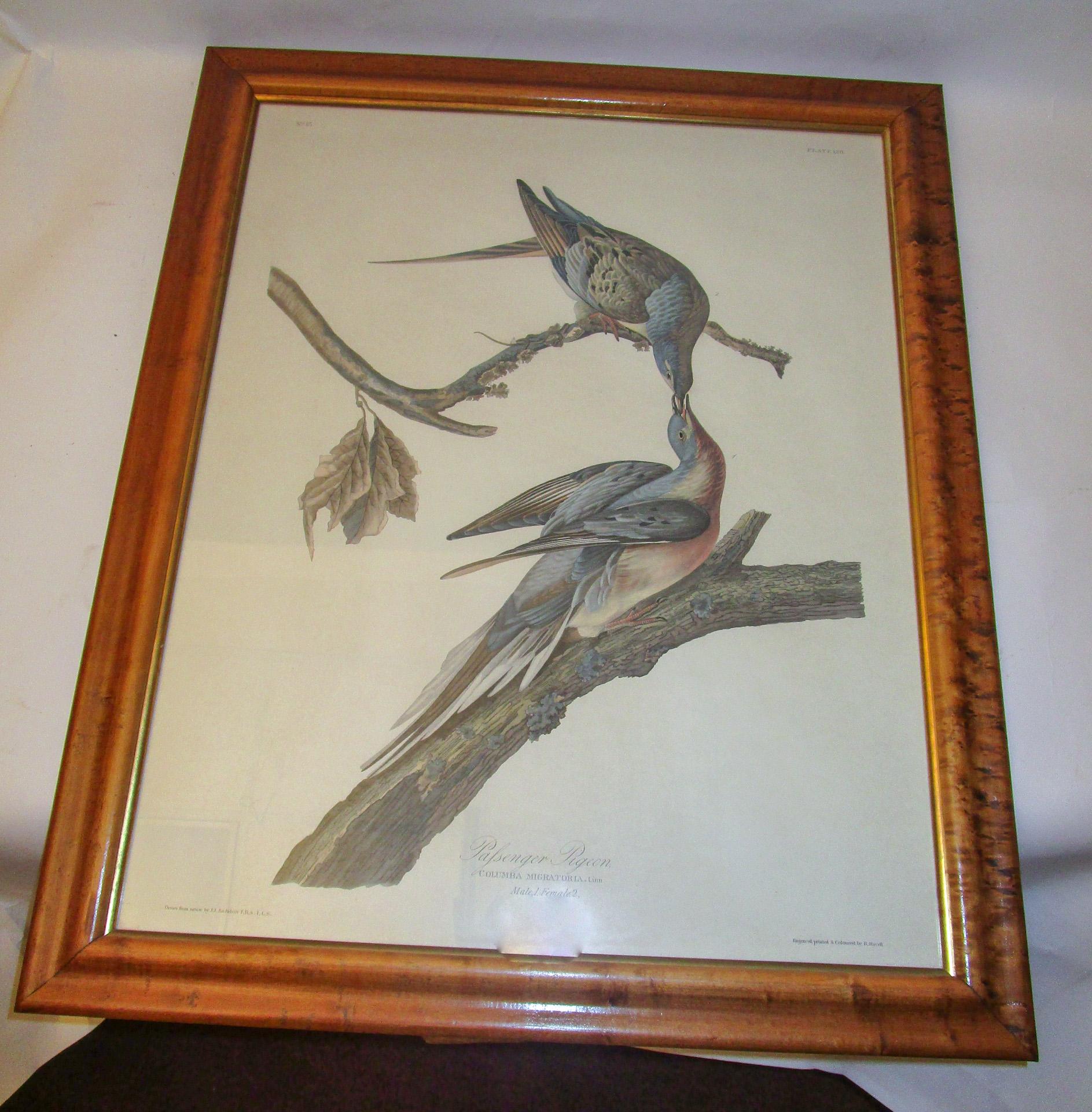 Framed Havell Ed. Audubon Print Passenger Pigeon Columbia Migratoria Plate 62 3
