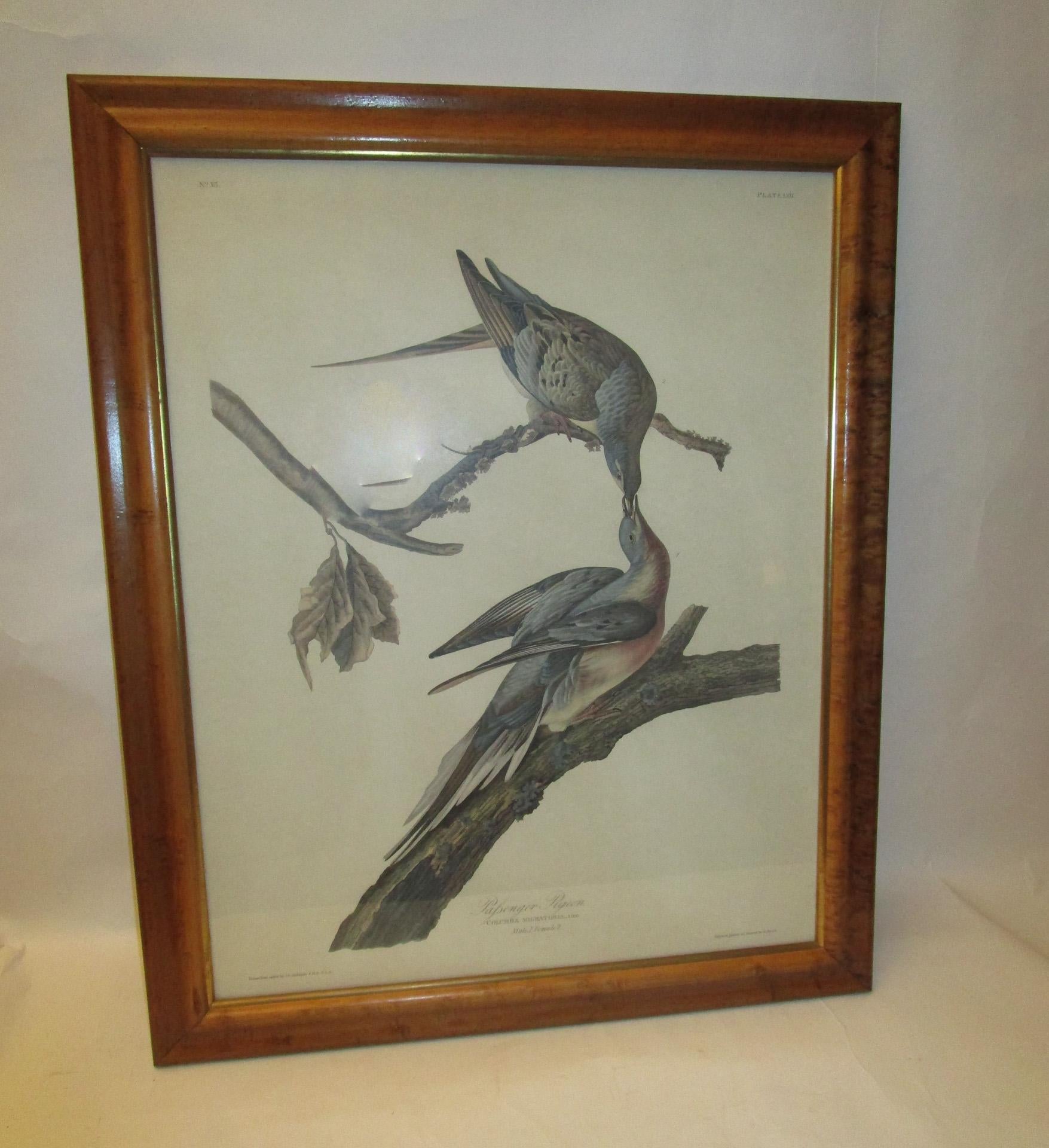 Framed Havell Ed. Audubon Print Passenger Pigeon Columbia Migratoria Plate 62 4