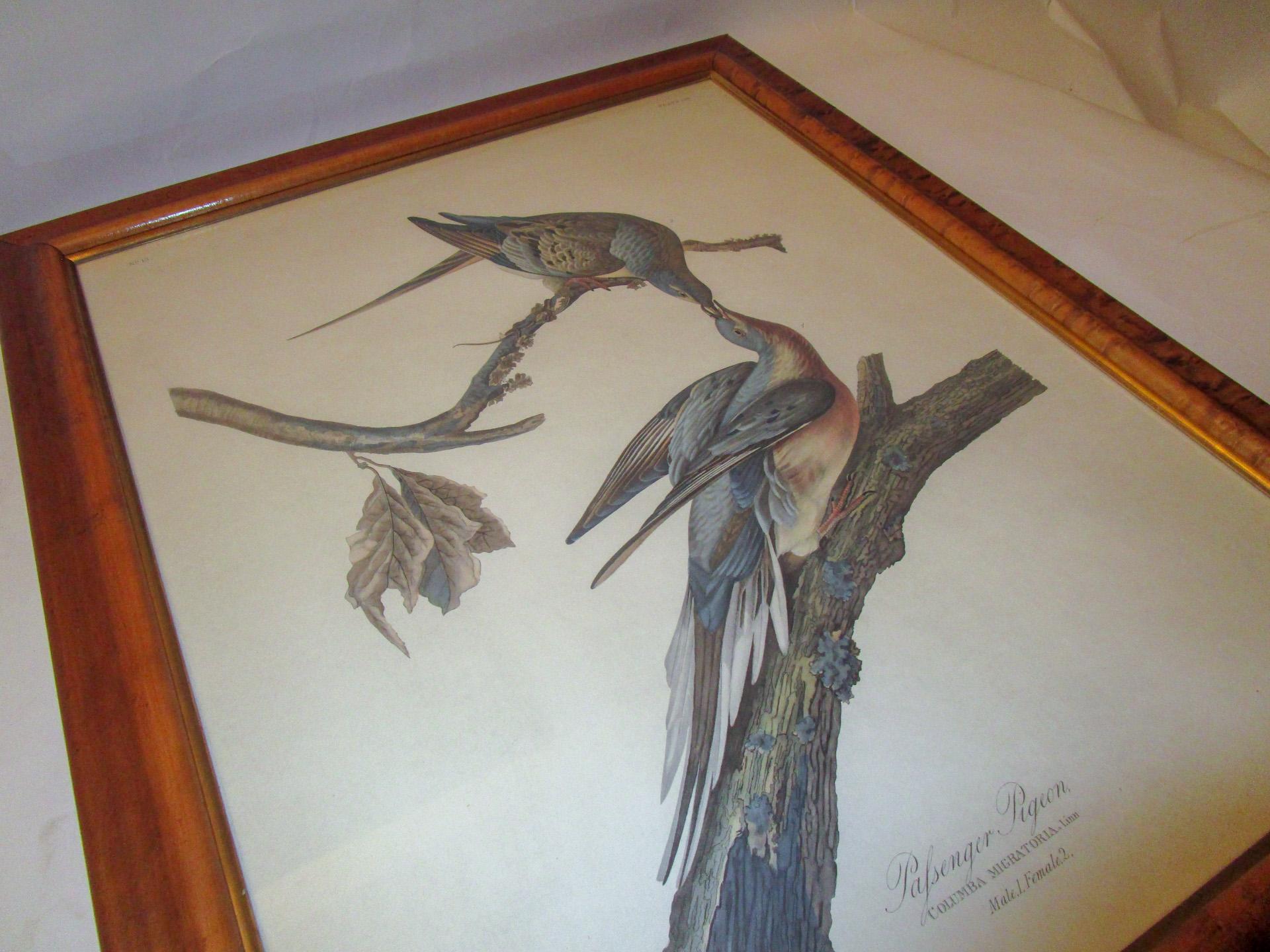 Framed Havell Ed. Audubon Print Passenger Pigeon Columbia Migratoria Plate 62 5