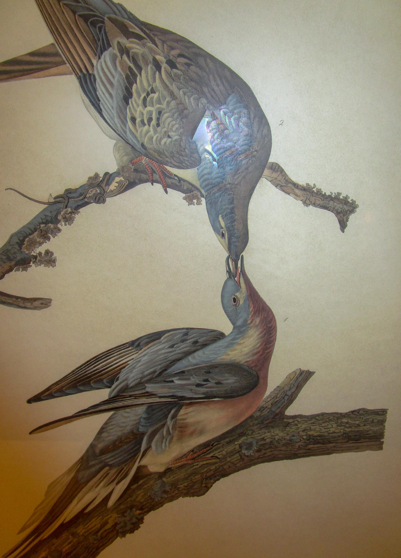 Framed Havell Ed. Audubon Print Passenger Pigeon Columbia Migratoria Plate 62 6