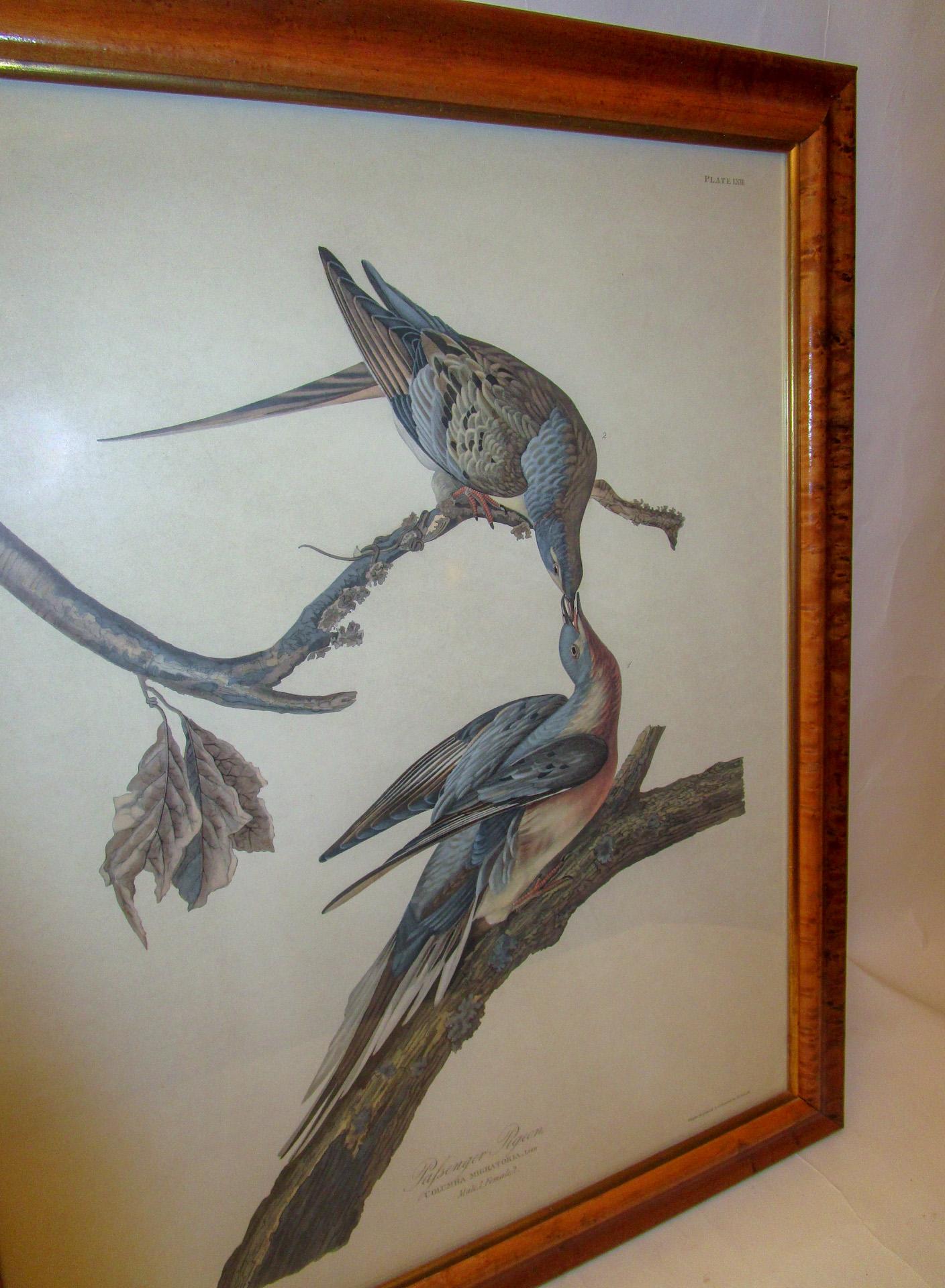 Framed Havell Ed. Audubon Print Passenger Pigeon Columbia Migratoria Plate 62 7