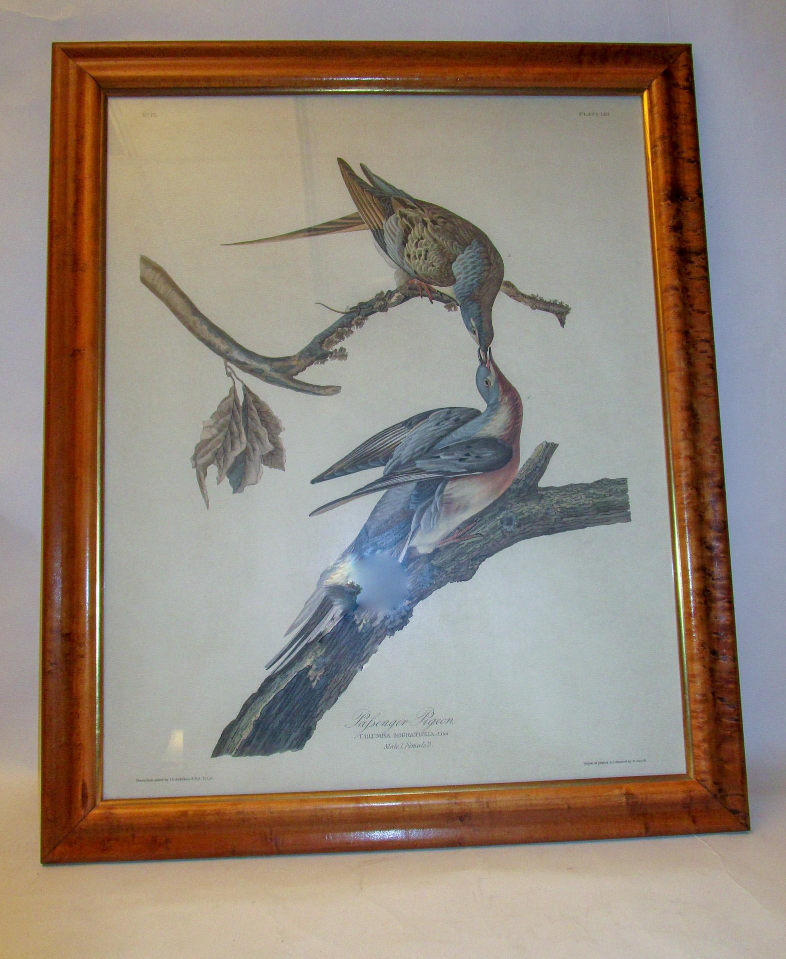 Framed Havell Ed. Audubon Print Passenger Pigeon Columbia Migratoria Plate 62 9