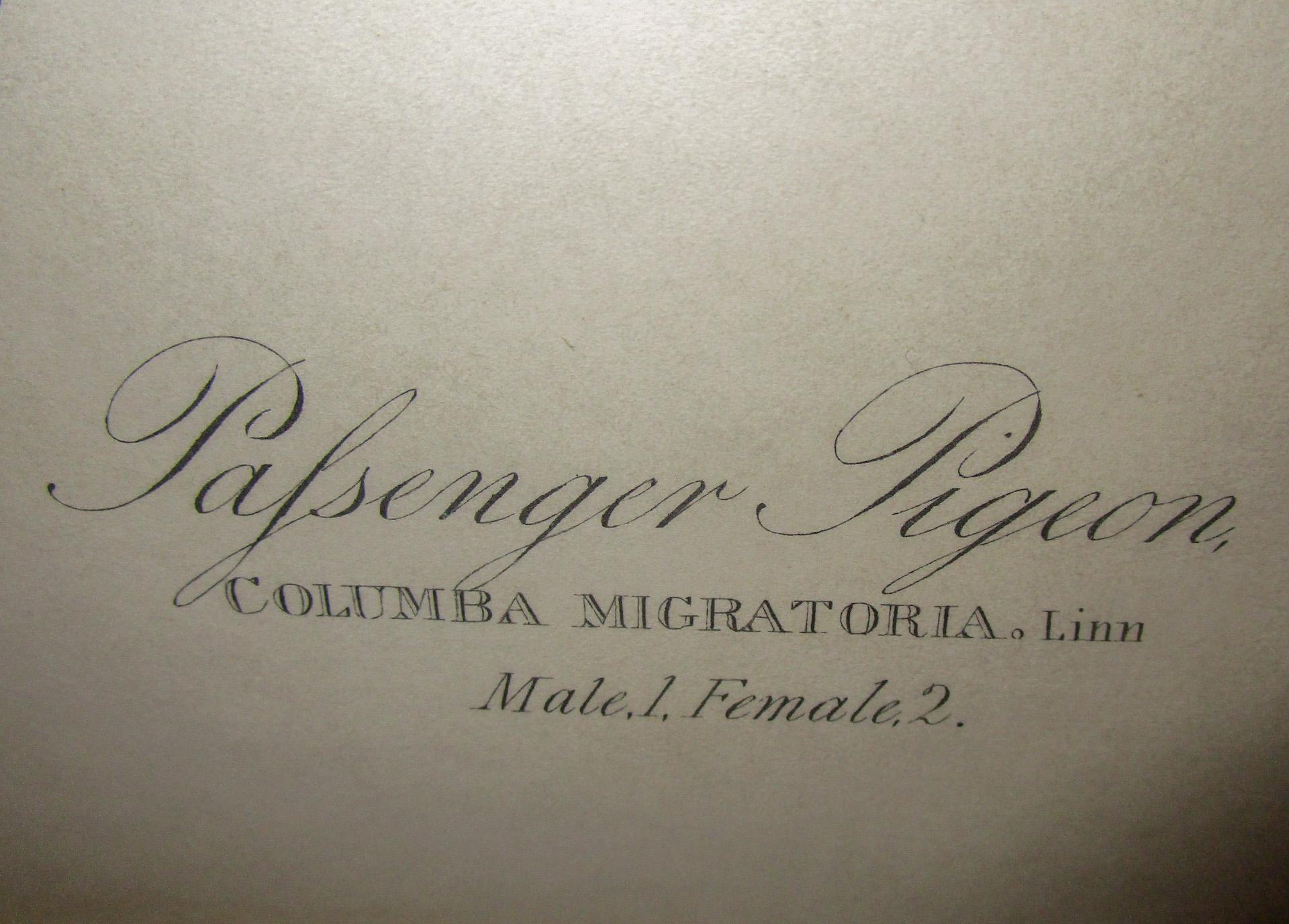 American Framed Havell Ed. Audubon Print Passenger Pigeon Columbia Migratoria Plate 62
