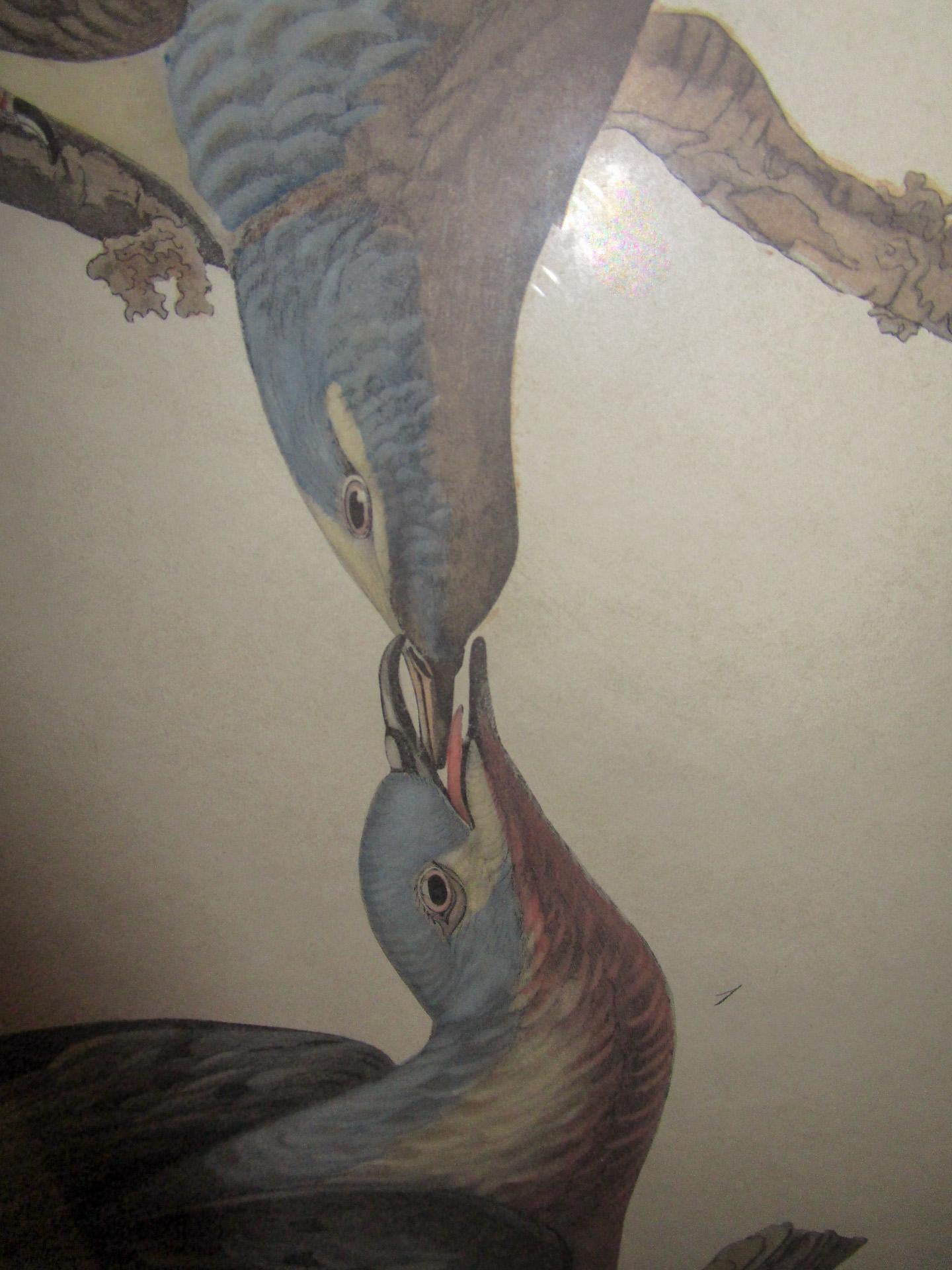 Mid-19th Century Framed Havell Ed. Audubon Print Passenger Pigeon Columbia Migratoria Plate 62