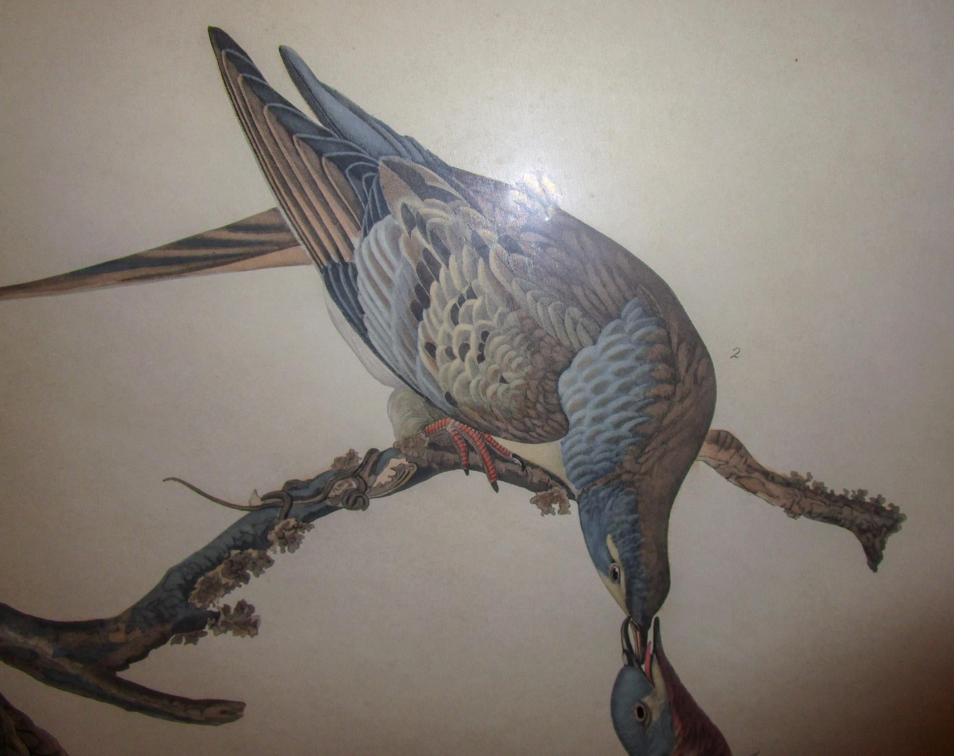 Glass Framed Havell Ed. Audubon Print Passenger Pigeon Columbia Migratoria Plate 62