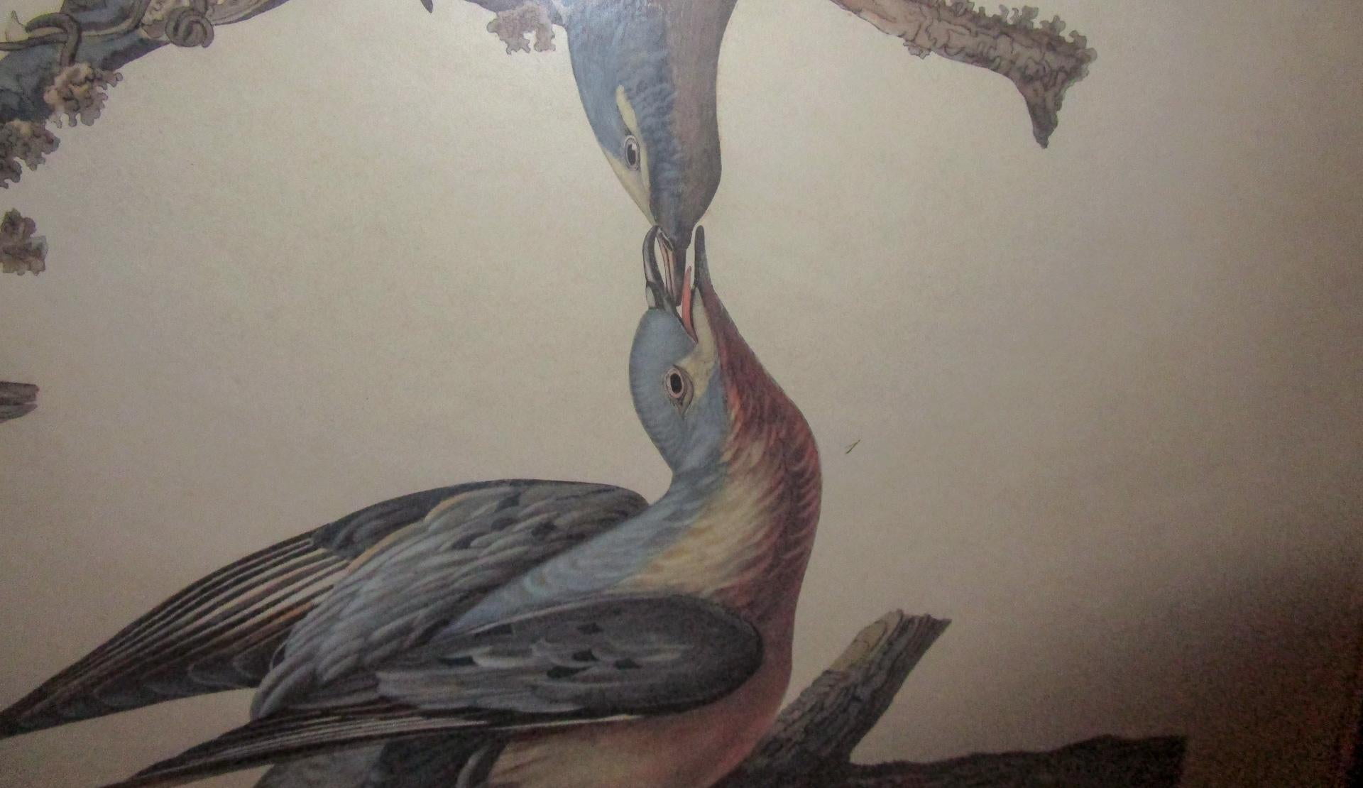 Framed Havell Ed. Audubon Print Passenger Pigeon Columbia Migratoria Plate 62 2