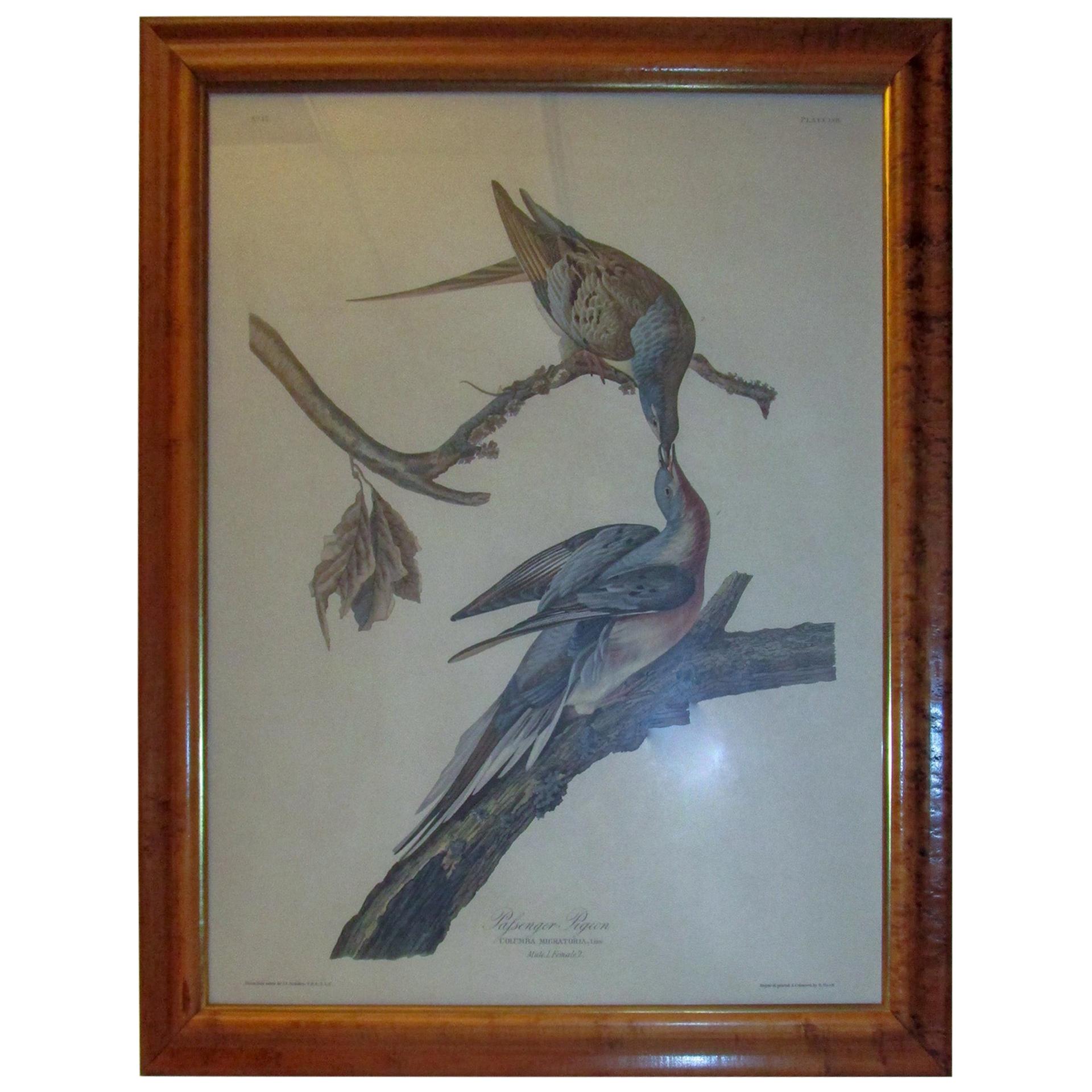 Framed Havell Ed. Audubon Print Passenger Pigeon Columbia Migratoria Plate 62