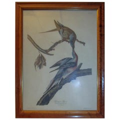 Tirage Havell Ed. Audubon encadré Pigeon voyageur Columbia Migratoria Plate 62