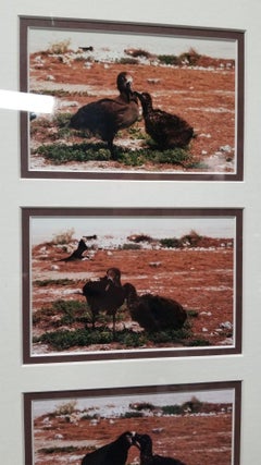 Gerahmte Hawaiianische Nature Fotografie Druck Meaai vom Fotografen Michael Lemes