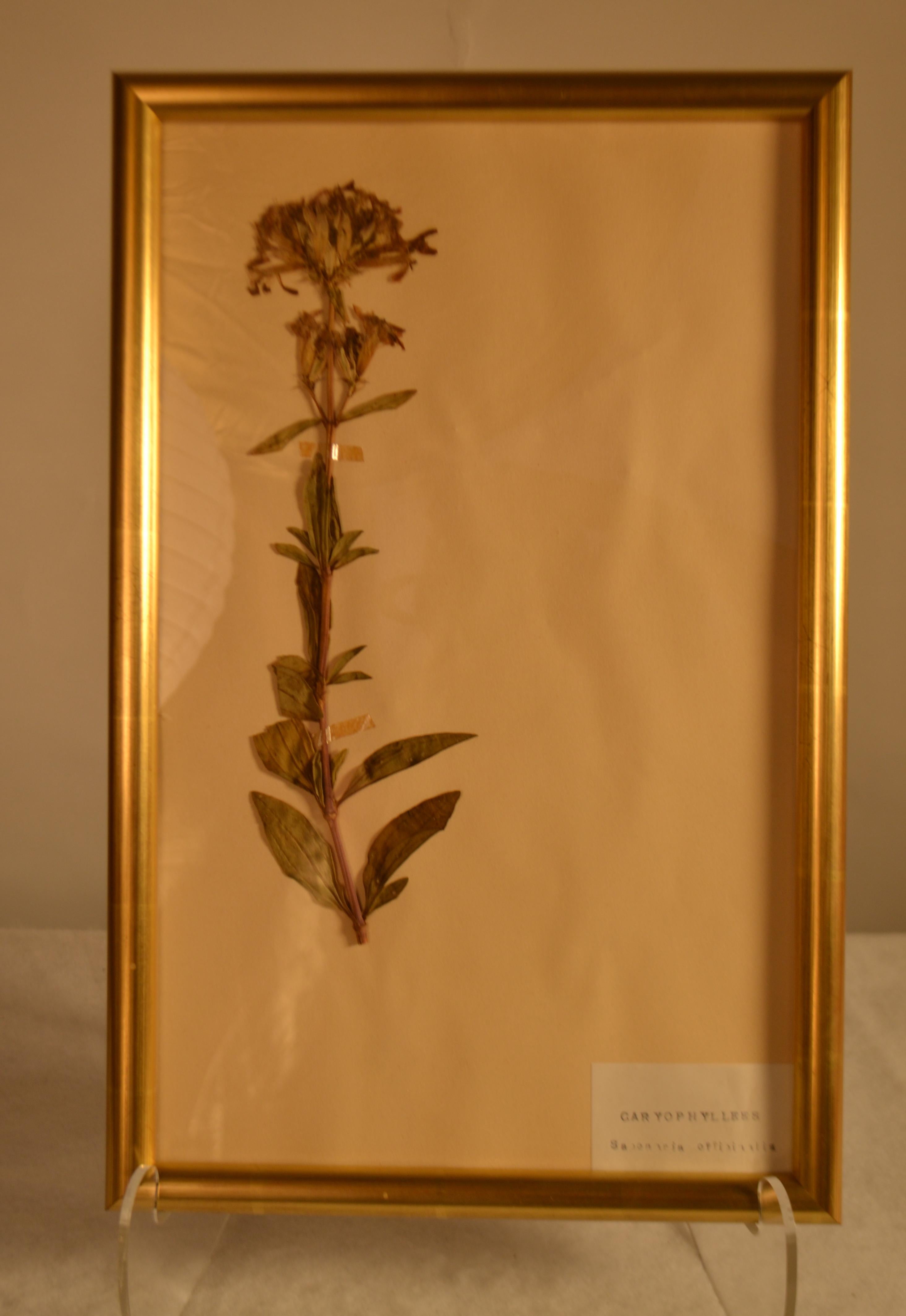 French Framed Herbier in New Gold Leaf Frame