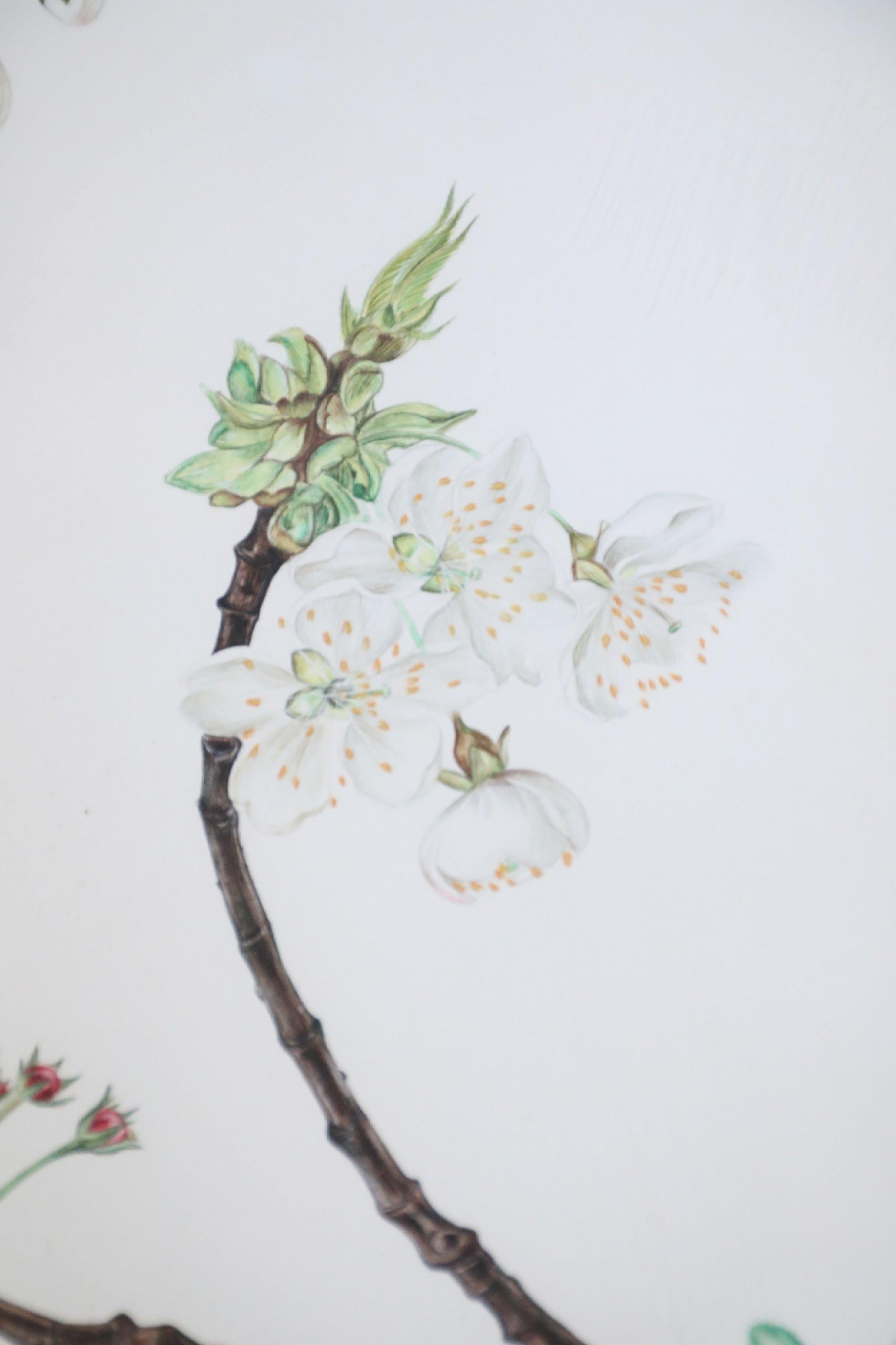 Illustration / aquarelle du milieu du siècle représentant une branche d'arbre fleurie avec des fleurs et des bourgeons roses sur un fond blanc dans un double passe-partout bleu clair et vert foncé et un cadre rectangulaire en bois laqué rouge.
 