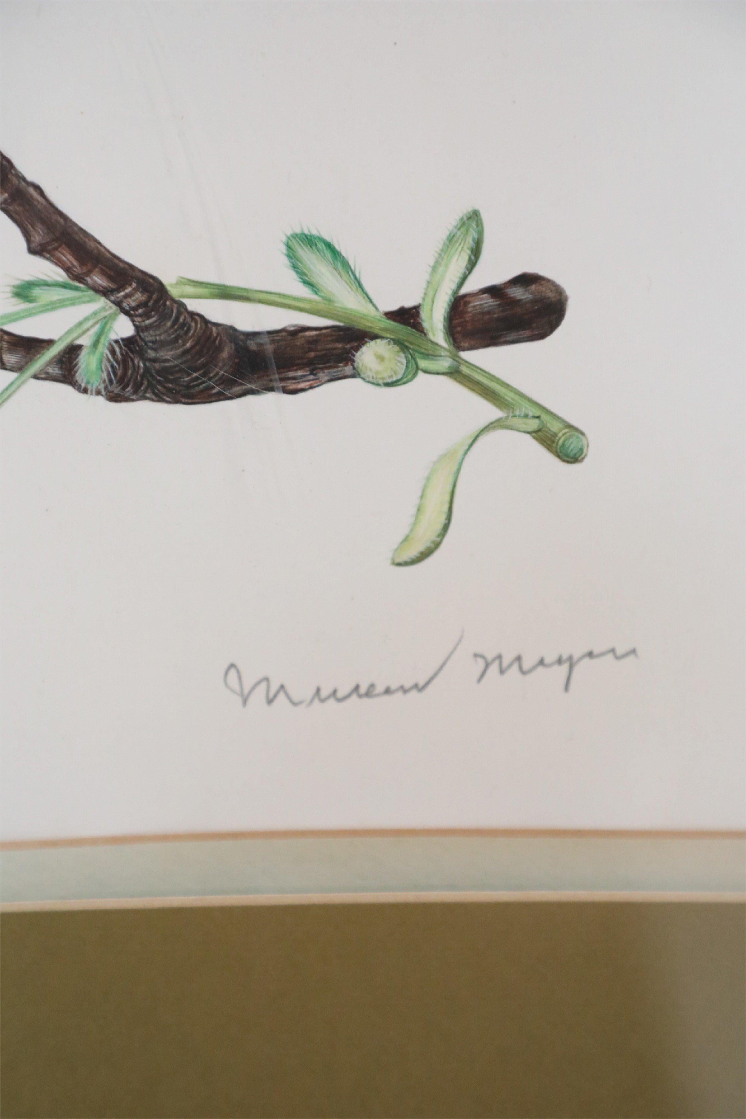 Framed Illustration of a Budding Flower Branch In Good Condition For Sale In New York, NY