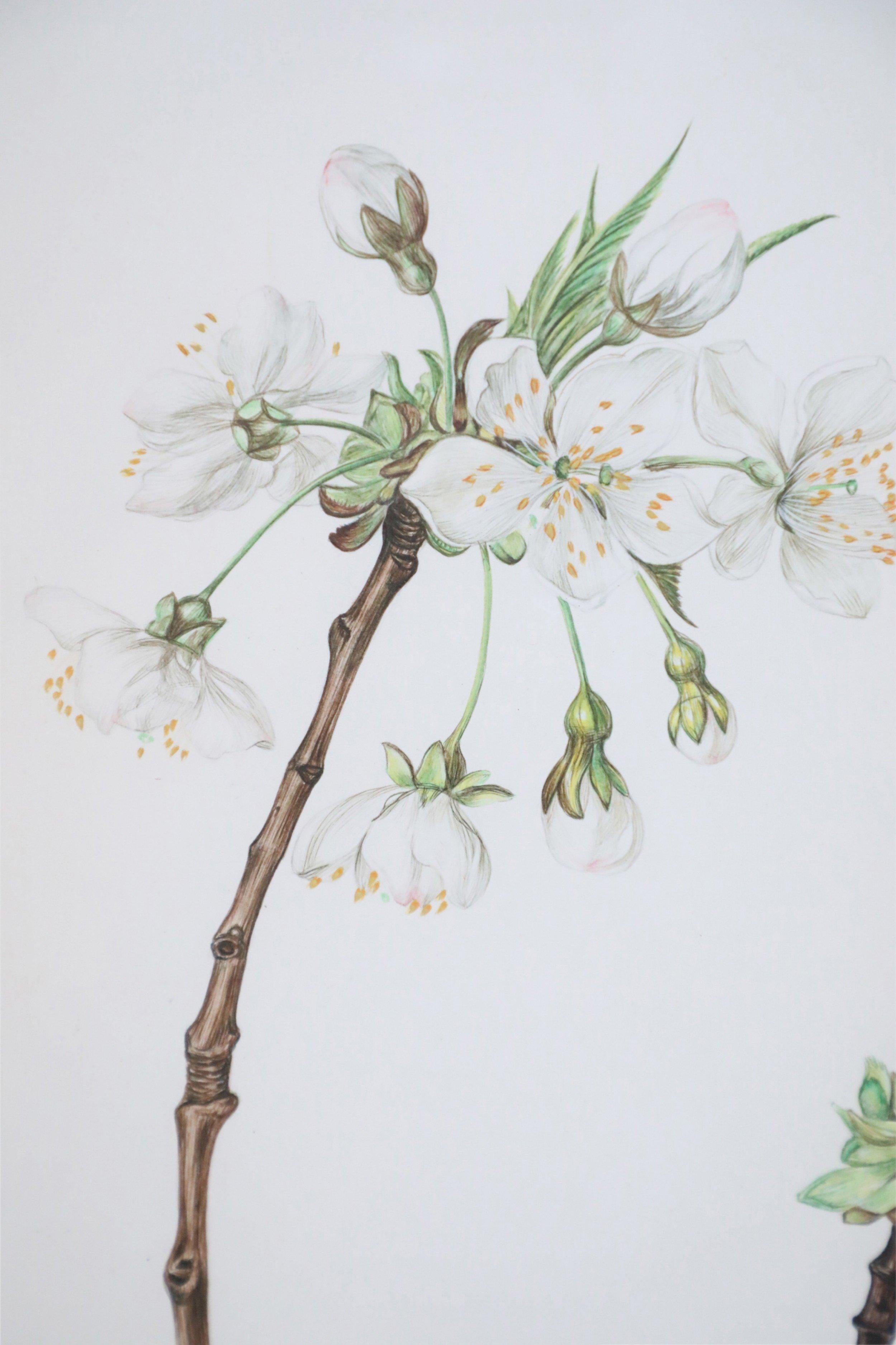 Glass Framed Illustration of a Budding Flower Branch For Sale