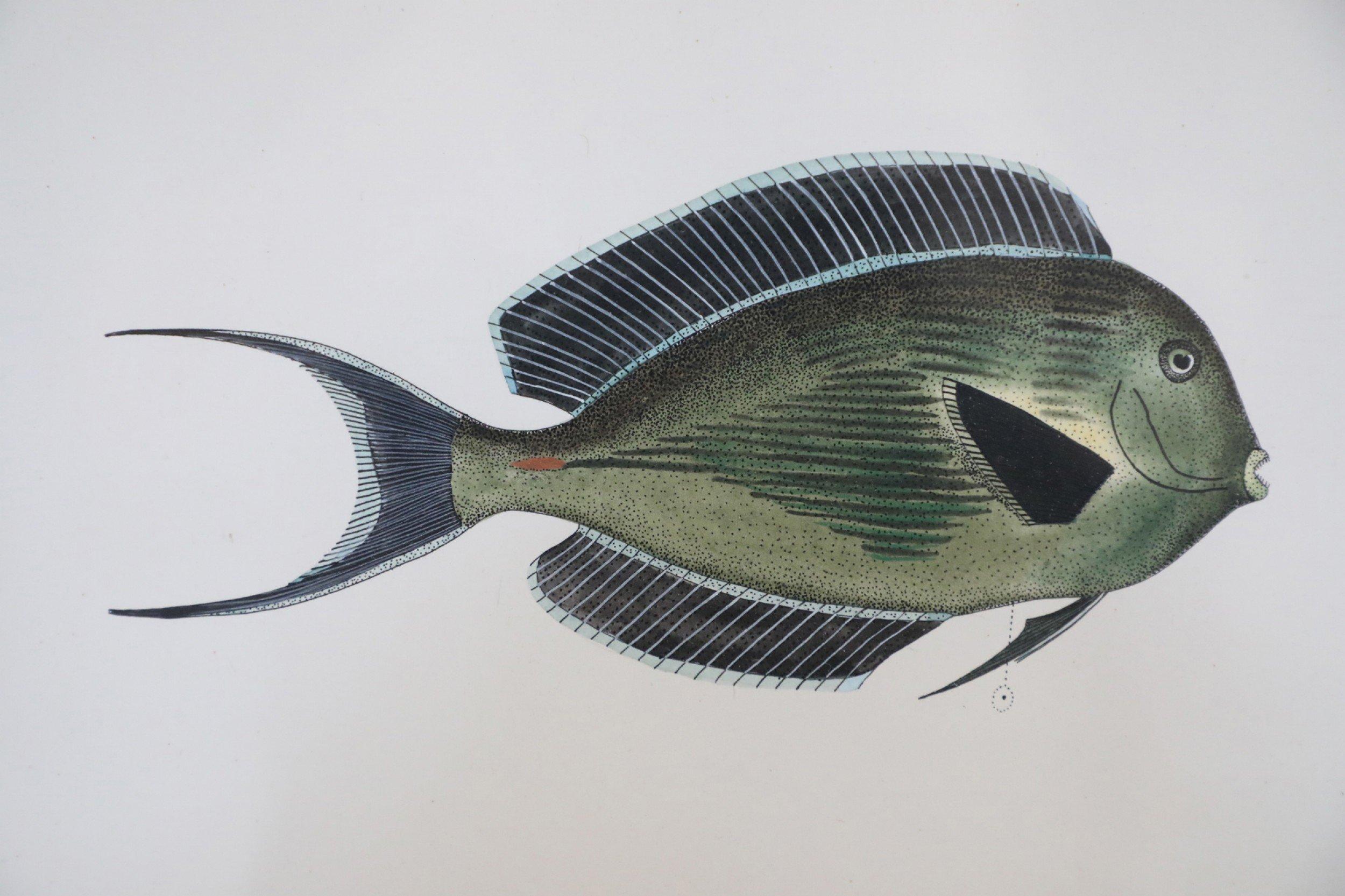 Mid-Century lithograph of two brown and gray tropical fish in profile on a white background in a taupe and light blue double mat and a rectangular silver and green painting (signed, LYNN BAKER).
 