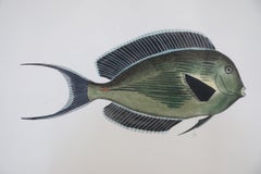 Framed Lithograph of Two Brown and Gray Tropical Fish