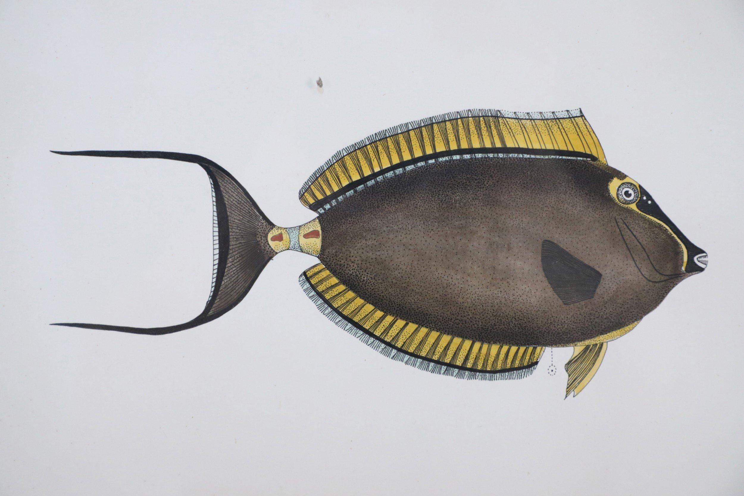 Mid-Century Modern Framed Lithograph of Two Brown and Gray Tropical Fish For Sale