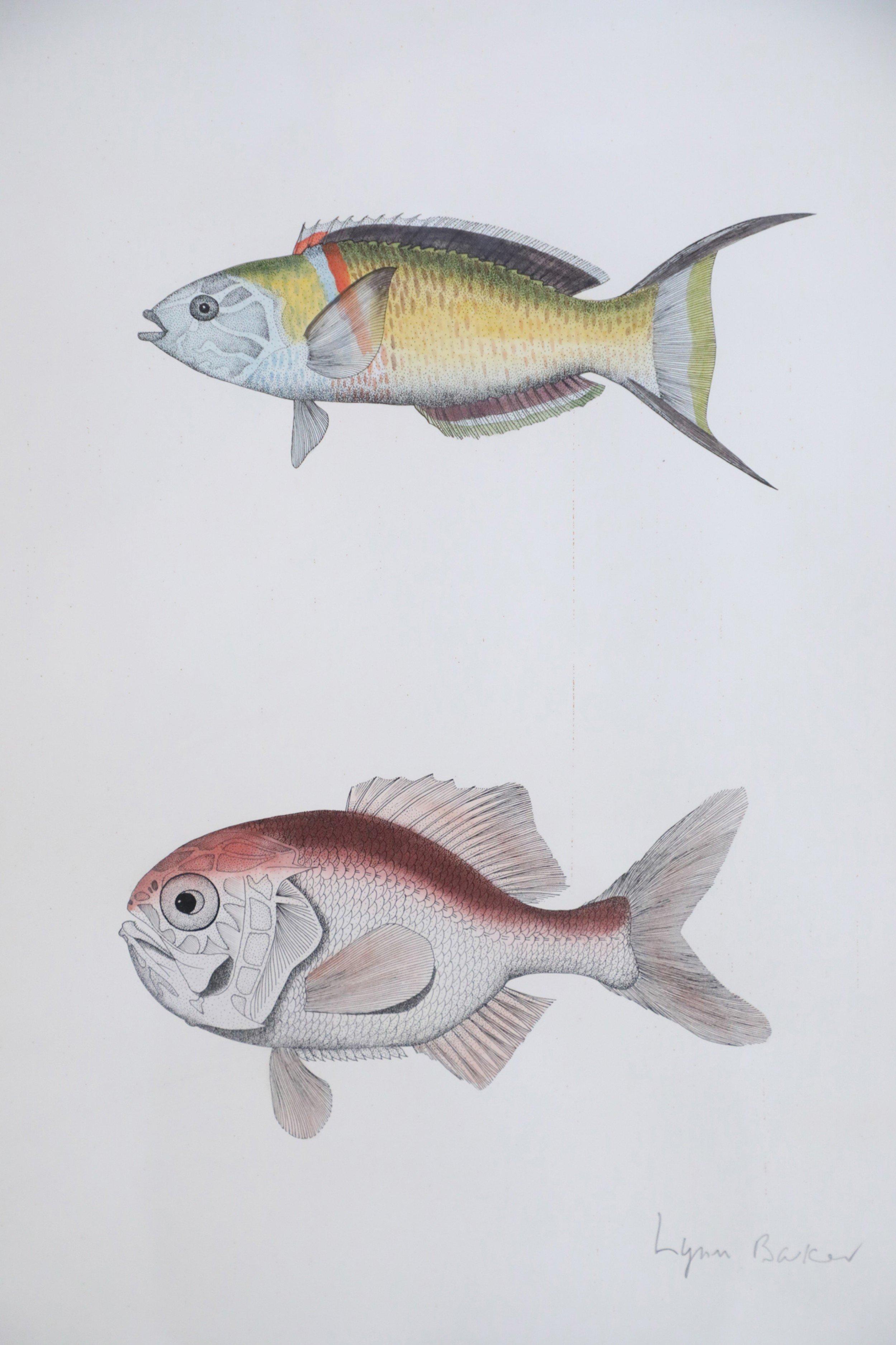 Framed Lithograph of Two Multi-Colored Tropical Fish For Sale 4