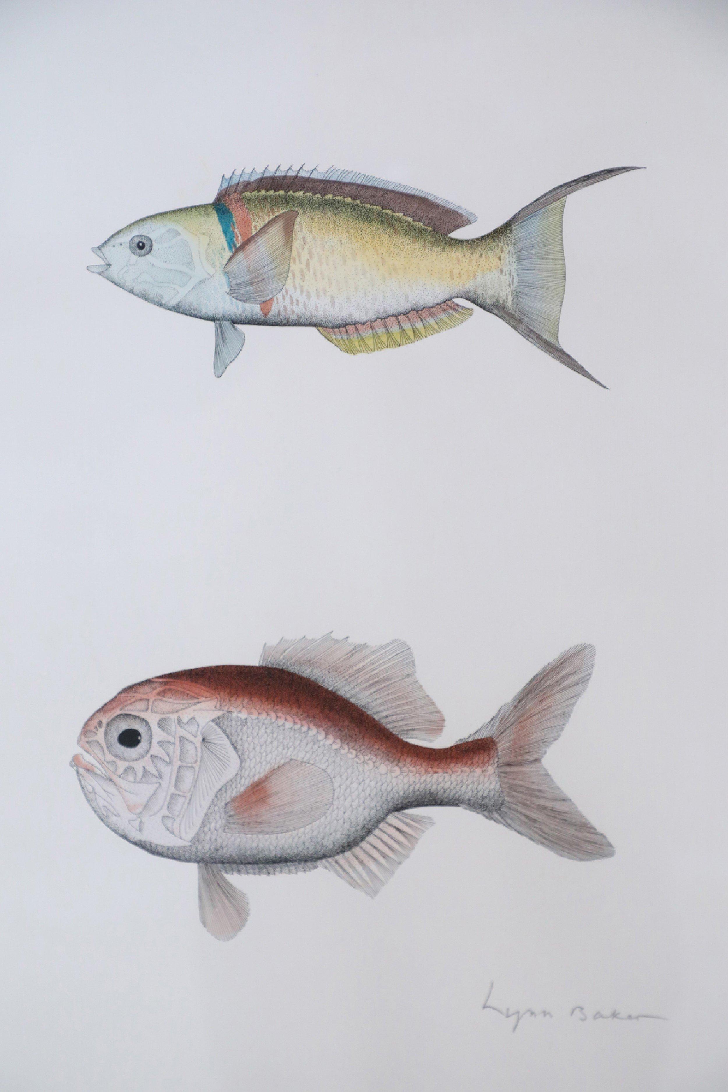 Framed Lithograph of Two Tropical Fish In Good Condition For Sale In New York, NY