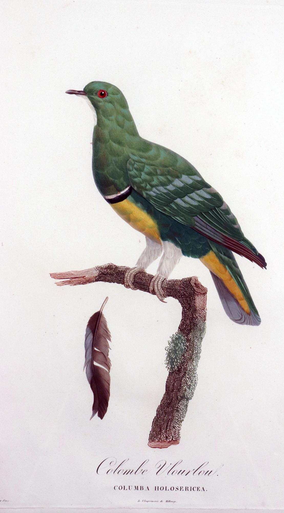 Madame Pauline Knip Engraving of A Green Pigeon,
Colombe Vlouvlou,
From Les pigeons par Madame Knip, née Pauline de Courcelles ; 
le texte par C.J. Themminck,  
Paris 1809-1811.

A remarkable large gilt-framed engraving of a pigeon-Colombe Vlouvlou