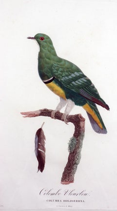Framed Madame Pauline Knip Engraving of a Green Pigeon, Colombe Vlouvlou