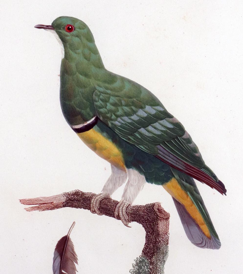 Regency Framed Madame Pauline Knip Engraving of a Green Pigeon, Colombe Vlouvlou For Sale