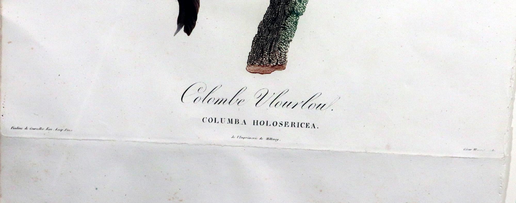 French Framed Madame Pauline Knip Engraving of a Green Pigeon, Colombe Vlouvlou For Sale