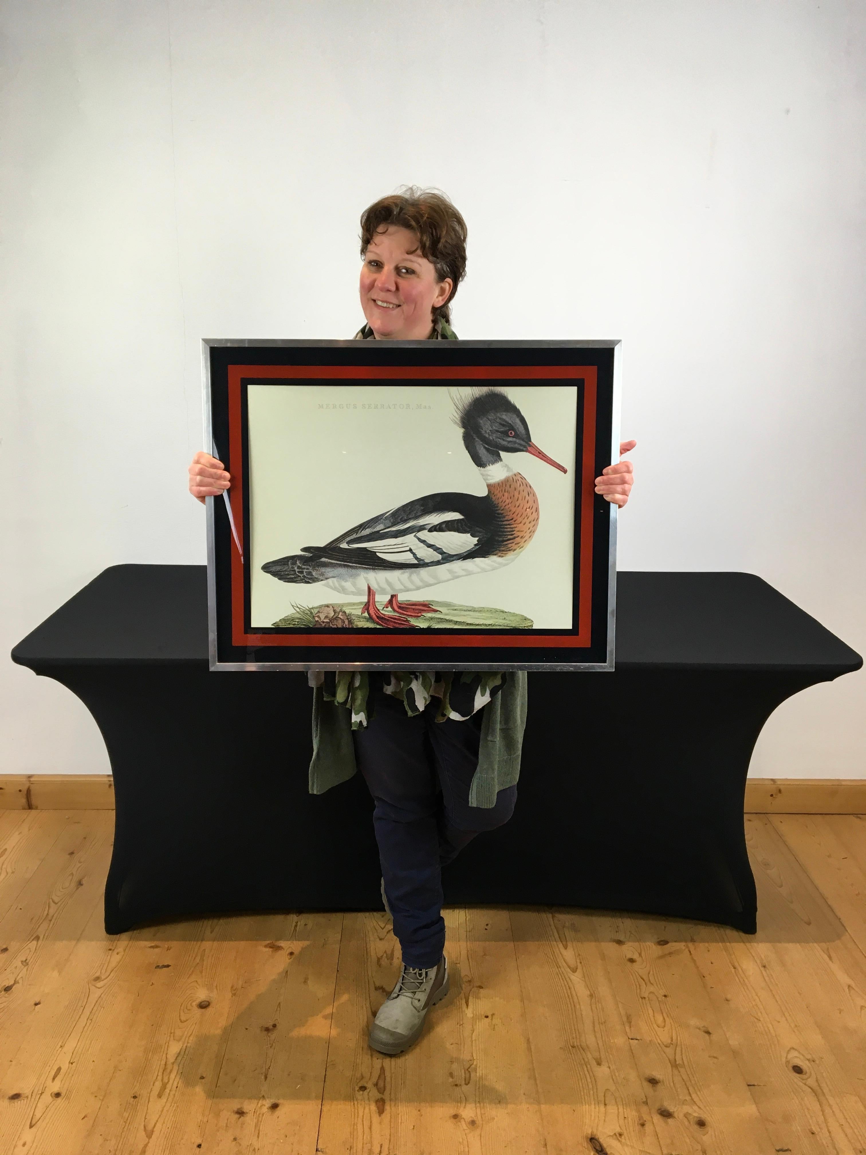 Aluminium Framed Art Print of the Mergus Serrator Mas, 
also known as the Red Breasted Merganser, Diving Duck or Sawbill. 
With beautiful intens colors red, brown, black and green. 
This print is placed in a solid metal - aluminium frame with glass