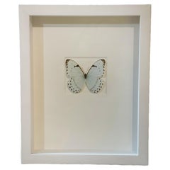 Framed “Morpho Caternarius” Butterfly by Christopher Marley Embossed Signature