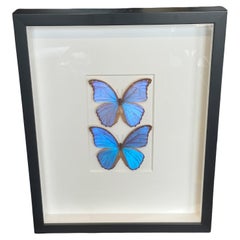 Framed "Morpho Duo” Butterflies by Christopher Marley Embossed Signature