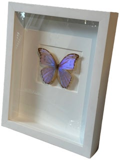 Framed “Morpho Godarti” Butterfly Christopher Marley Embossed Signature 1 of 2