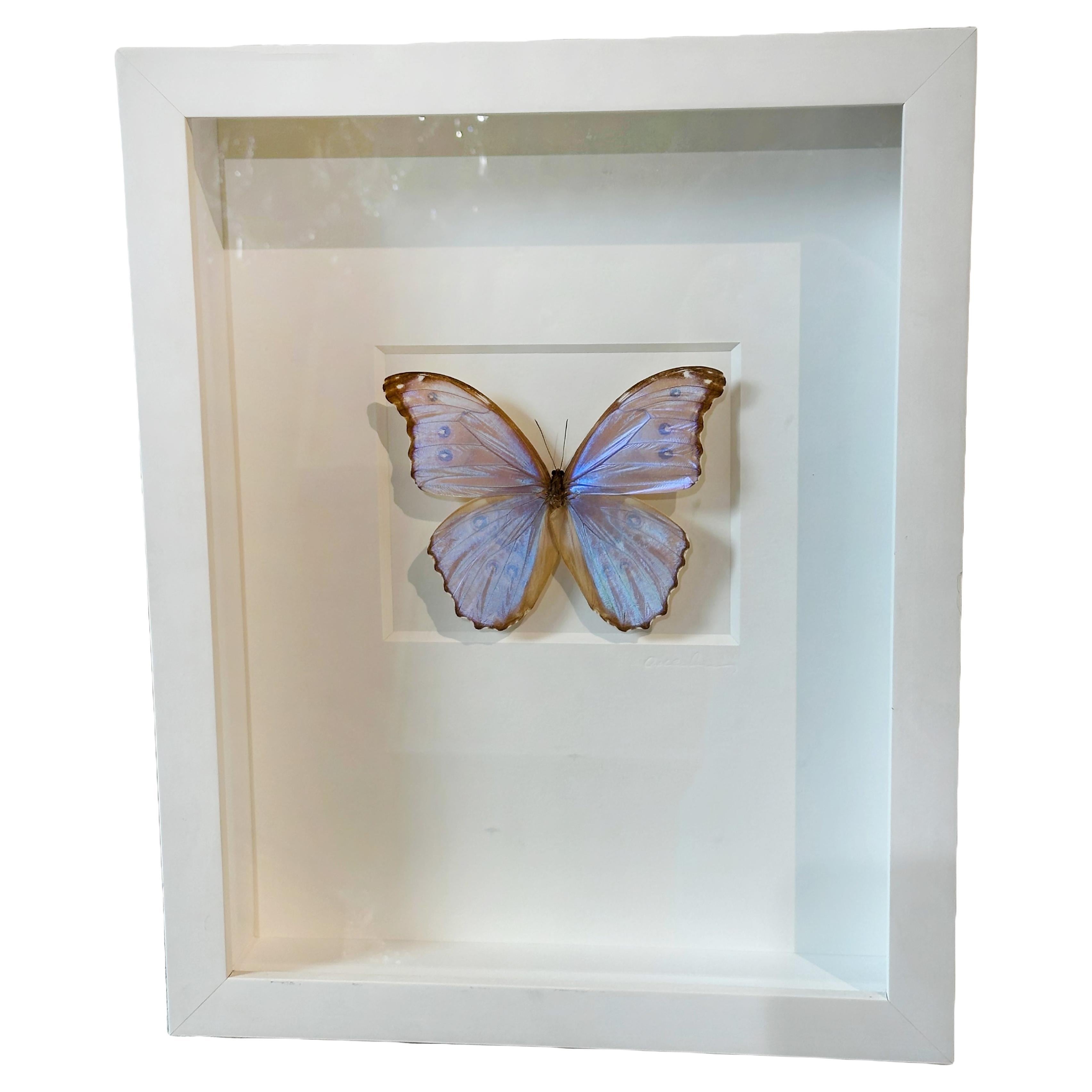 Framed “Morpho Godarti” Butterfly Christopher Marley Embossed Signature 1 of 2