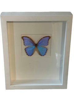 Framed “Morpho Godarti” Butterfly Christopher Marley Embossed Signature 2 of 2