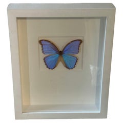 Framed “Morpho Godarti” Butterfly Christopher Marley Embossed Signature 2 of 2