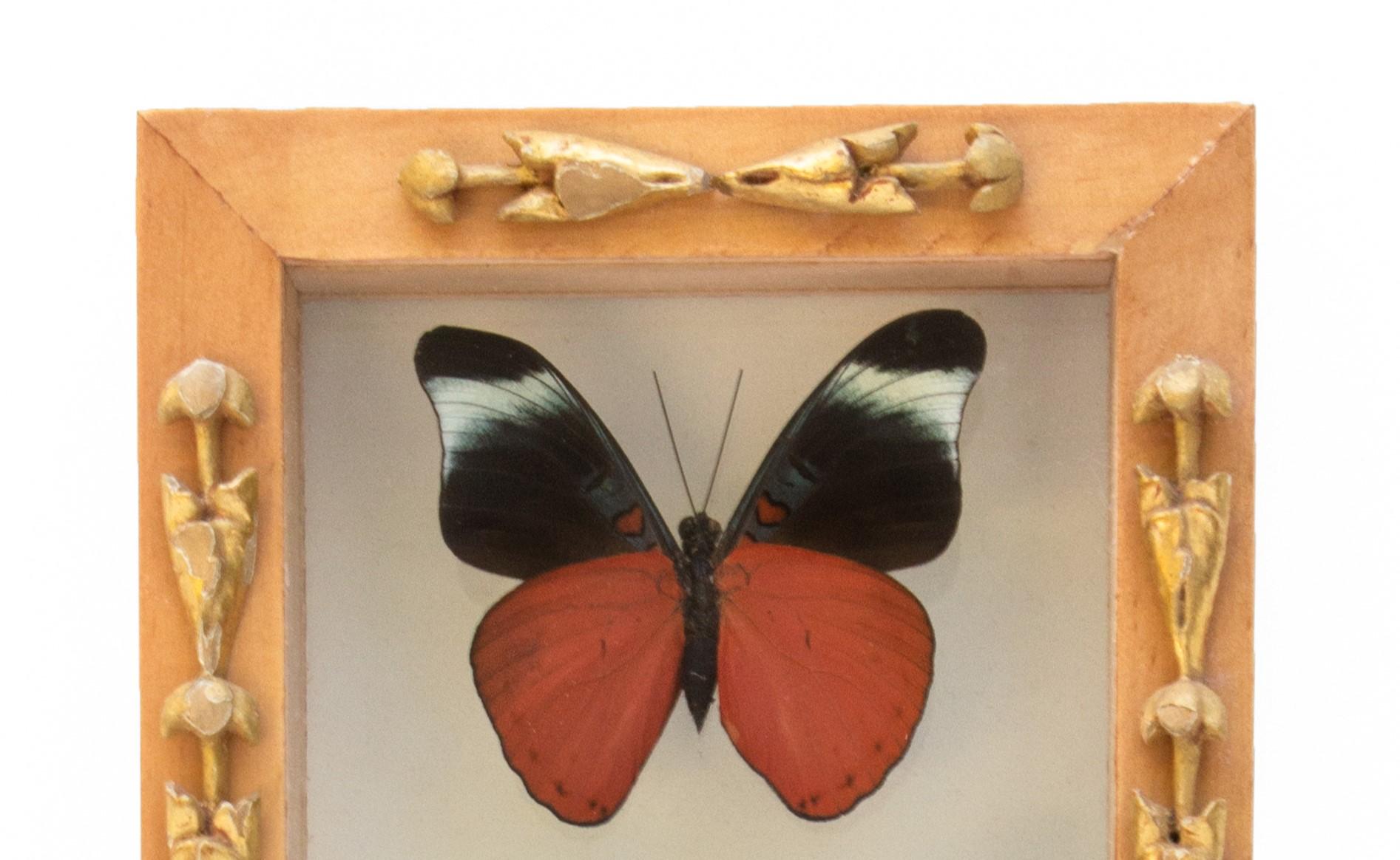 Gerahmte Schmetterlinge 