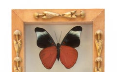 Farfalle multicolori incorniciate con frammenti italiani del 18° secolo