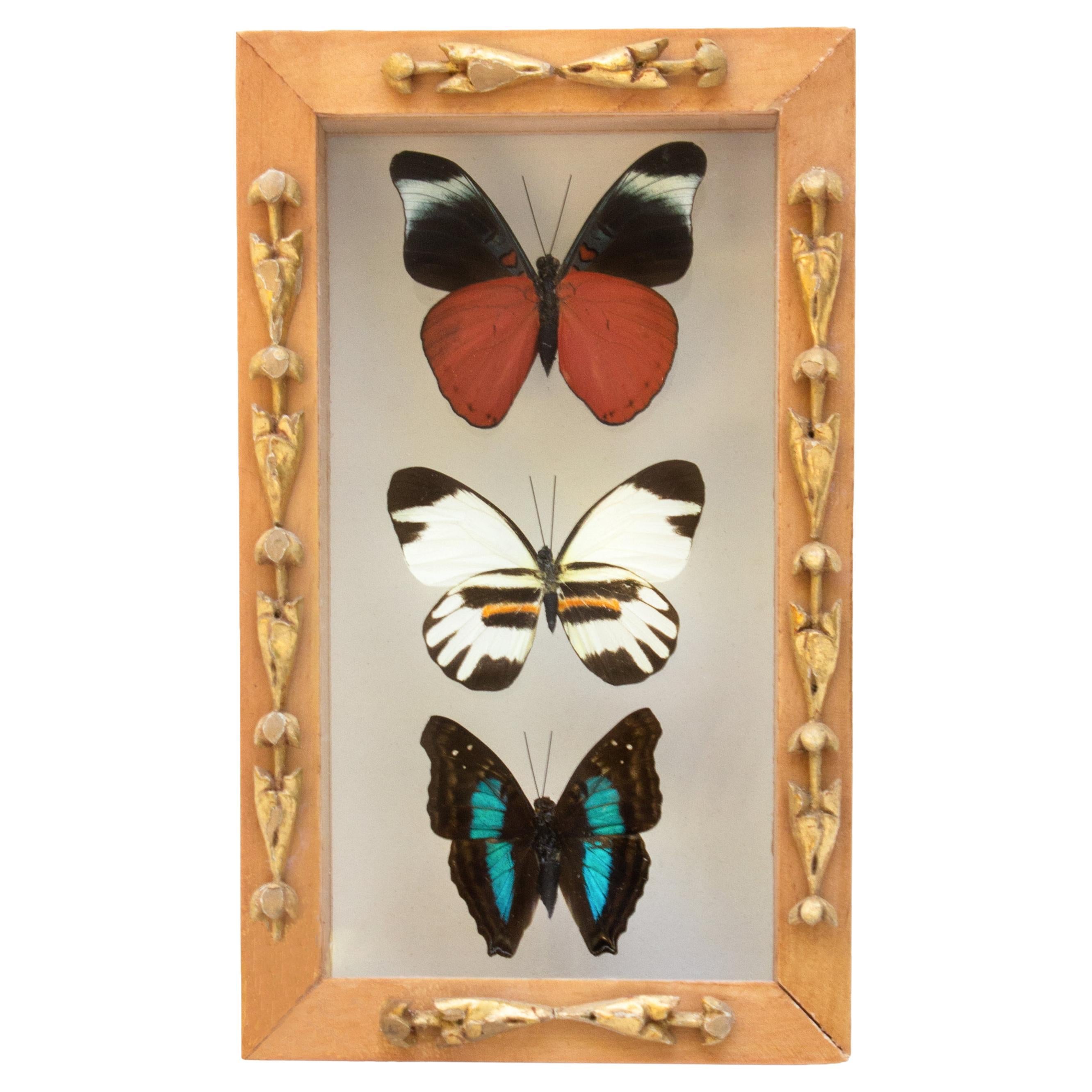 Mariposas Multicolores Enmarcadas con Fragmentos Italianos del Siglo XVIII