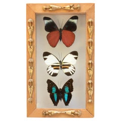 Mariposas Multicolores Enmarcadas con Fragmentos Italianos del Siglo XVIII