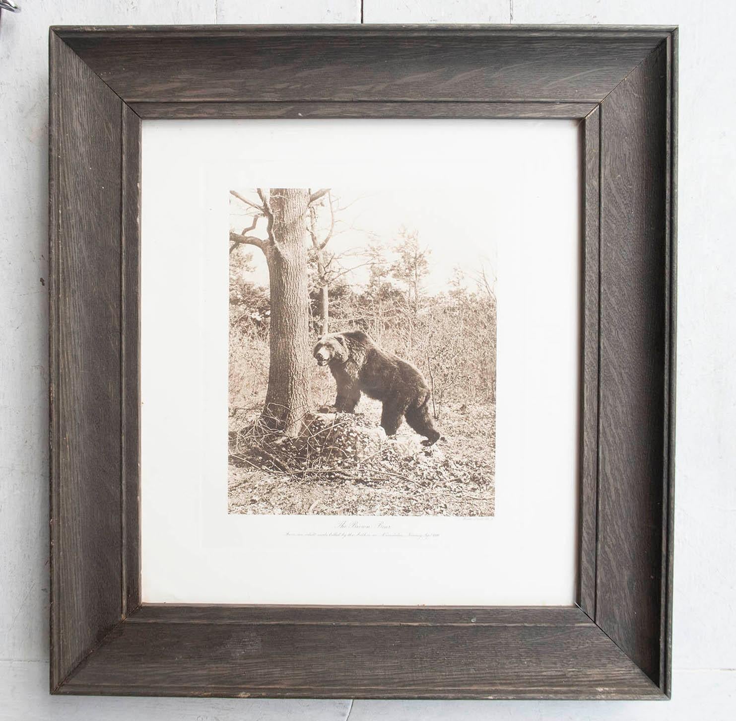 Belle image d'un ours brun

Gravure sur cuivre par I.L.A. Colls.

Papier vélin de bonne qualité

Publié A.C.C.

Dans un cadre en chêne antique






