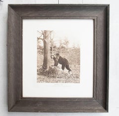 Framed Original Antique Print of A Brown Bear, circa 1900