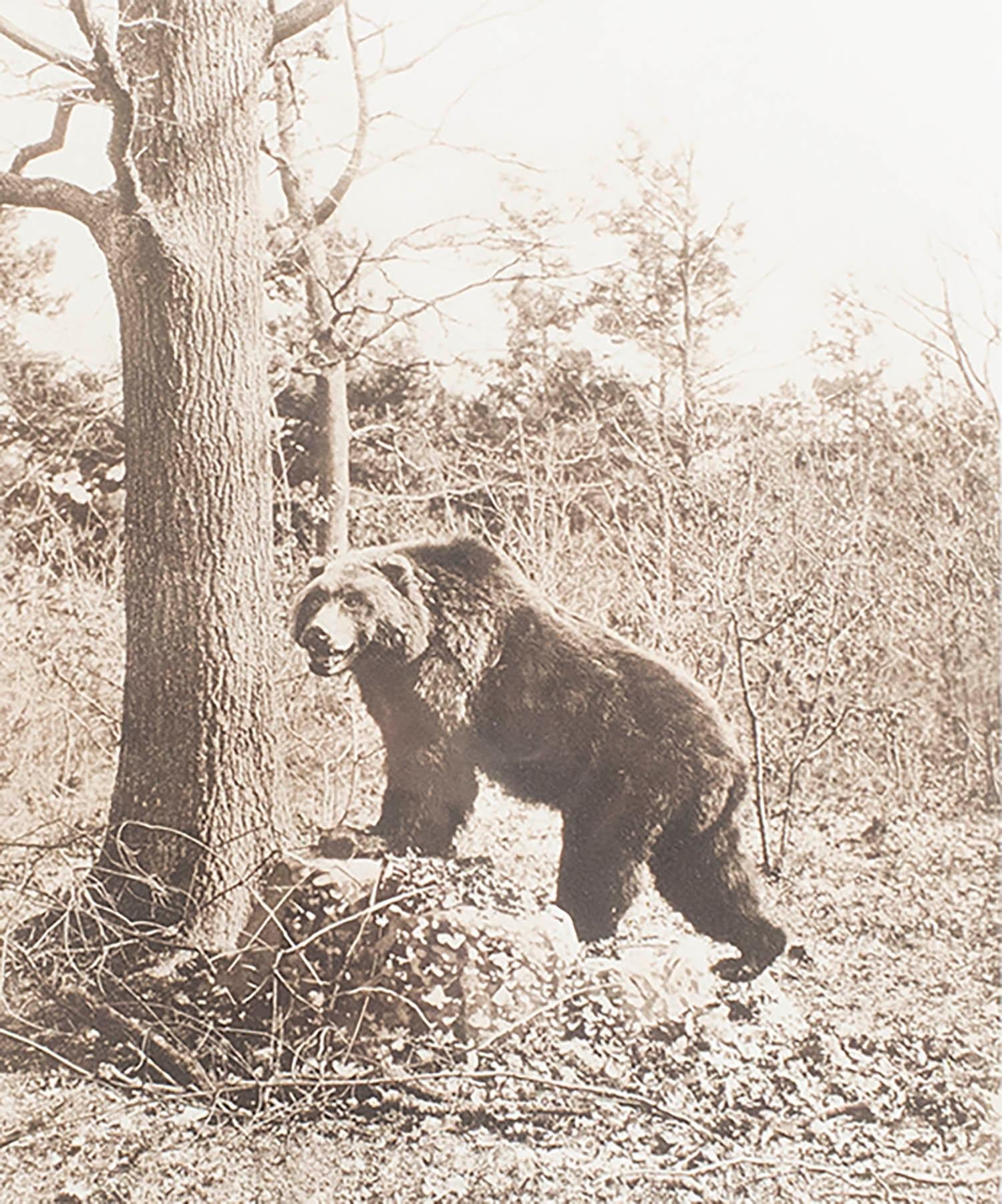 Anglais Gravure ancienne originale encadrée d'un ours brun, vers 1900 en vente