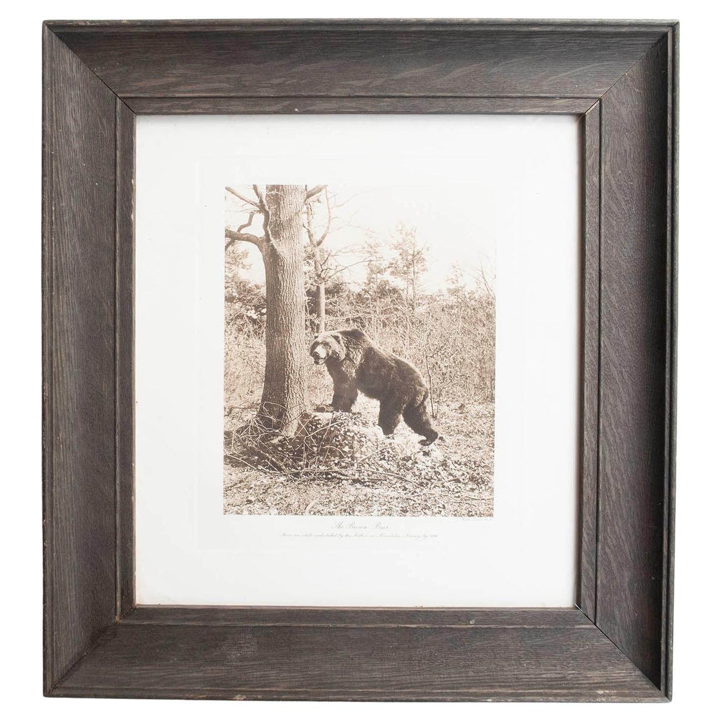 Framed Original Antique Print of A Brown Bear, circa 1900