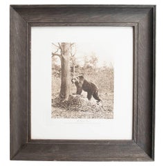 Gerahmter Original-Antikdruck eines braunen Bären, um 1900