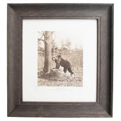 Grabado antiguo original enmarcado de un oso pardo, circa 1900