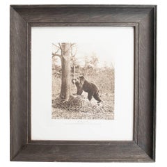 Framed Original Antique Print of A Brown Bear, circa 1900