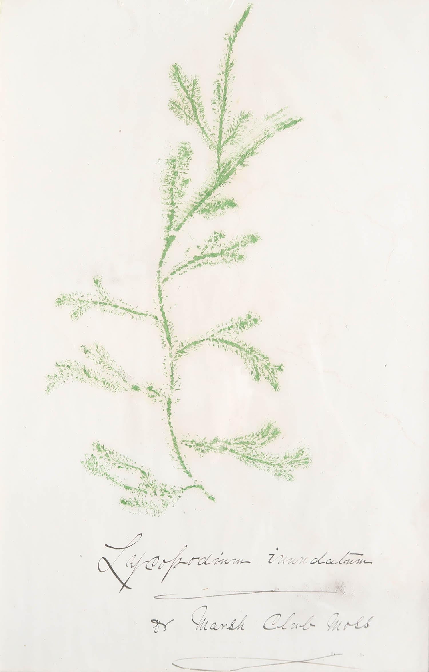 Great image of Marsh Club Moss 

In a cream painted frame

Lithograph with hand written inscription

Original colour

Published, circa 1840.




