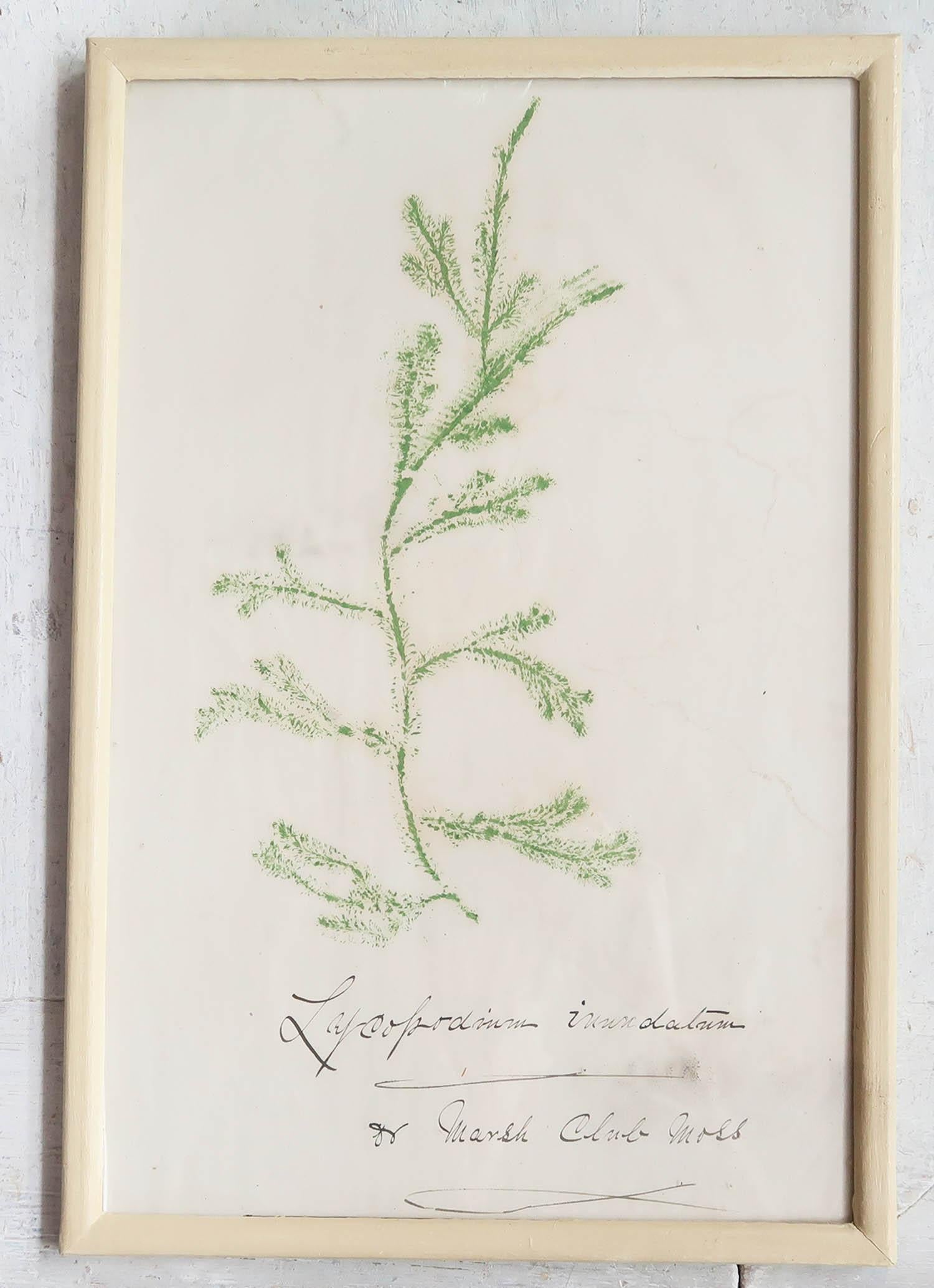 English Framed Original Antique Print of a Marsh Club Moss . C.1840 For Sale
